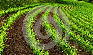 Curved rows of young corn plants