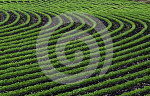 Curved rows of young soybean