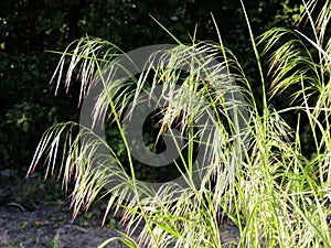 Curved spikelets of Drooping brome or cheatgrass