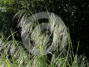 Curved spikelets of Drooping brome or cheatgrass photo