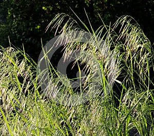 Curved spikelets of Drooping brome or cheatgrass photo
