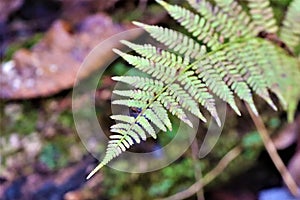 Curved tip of fern stem
