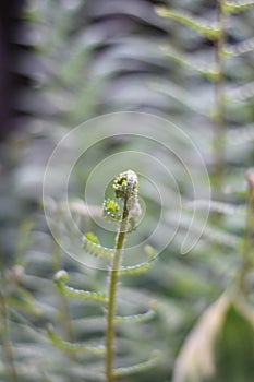 Curved tip of a young fern frond