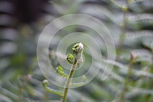 Curved tip of a young fern frond