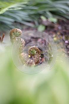 Curved tips of a young fern frond