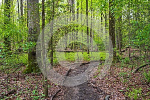 Curved Trail through the Woods