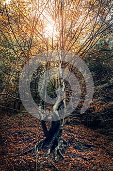 Curved tree in the autumn forest
