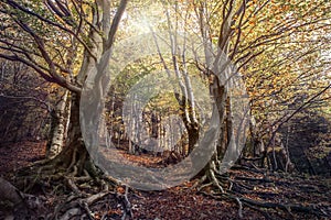 Curved tree in the autumn forest