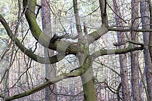 Curved tree branches