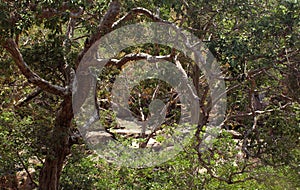 Curved tree branches