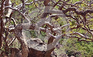 Curved tree branches