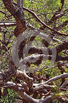 Curved tree branches