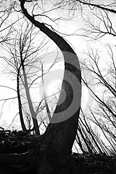 Curved Tree
