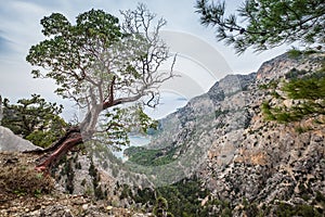 Curved tree over the mountain valley with a blue Mediterranean lagoon. Lycian Way trekking trail. Famous Likya Yolu Turkish route