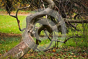 Curved tree pressed to the ground