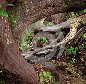 Curved tree truncks