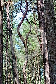 curved tree trunks, forest growth anomaly, crooked trees