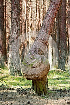 curved tree trunks, forest growth anomaly, crooked trees