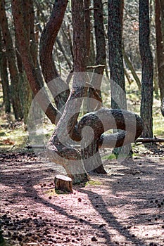 Curved tree trunks, forest growth anomaly, crooked trees