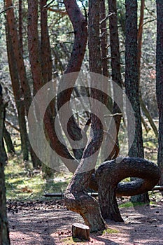 curved tree trunks, forest growth anomaly, crooked trees