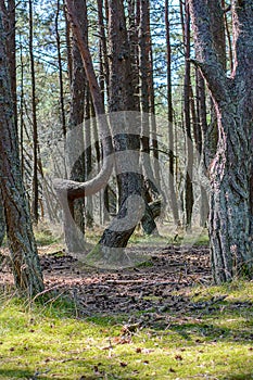 Curved tree trunks, forest growth anomaly, crooked trees