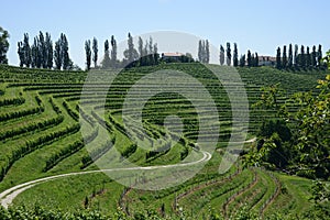 Curved vineyard hillside with cypresses photo