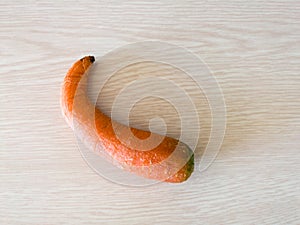 Curved withered carrot isolated on wood texture background, shrivel inedible overripe vegetable, food decay concept