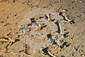 Curves Christmas tree in the sand