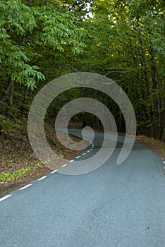 Curves on a mountain road in autumn with poor visibility due to the shadow of dangerous forest trees