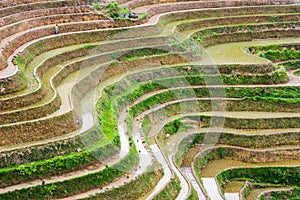 Curves of terraced rice field in Longji, China