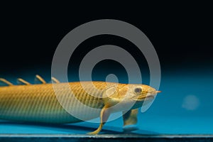 Curvier bichir, rare primitive freshwater fish, nocturnal carnivore and bottom dweller