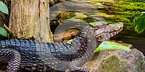 Curviers dwarf caiman crocodile sitting at the water side, popular zoo animal and pet in herpetoculture, Reptile specie from