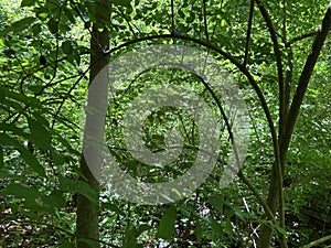 Curving Branches With Green Leaves in the Forest in Spring in May