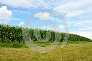 Curving Cornfield