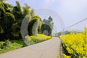 Curving countryroad in flowering fields at spring noon