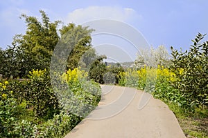 Curving countryroad in flowers on sunny day photo
