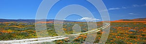 Curving desert dirt road in field of California Golden Poppies in the high desert of southern California near Lancaster California