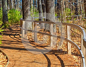 Curving Fence on Winding Forest Path