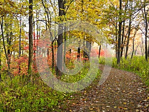 Curving Forest Path Winds Around Vibrant Fall Colors with Autumn Leaves