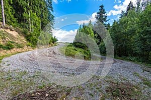 Curving forest road leading through wild pine forest wide angle shot in the Carpathian mountains