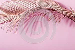 Curving golden leaf and its shadow on pink background