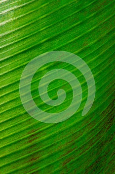 Curving Green Plant Ribs Of A Fan Palm