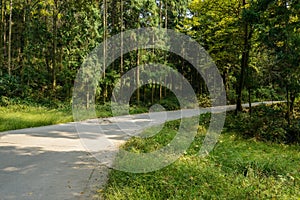 Curving mountainside road in shady woods on sunny day