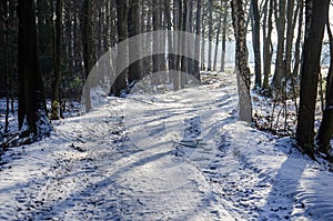 Curving path in winter