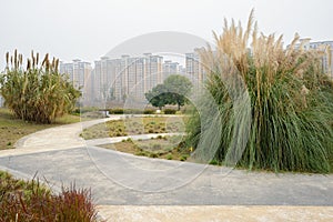 Curving paths on lawn with dwelling buildings in distance in light winter mist