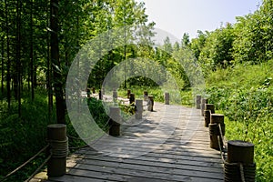 Curving planked pavement in woods of sunny summer