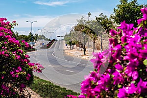 Curving road, asphalt, sun day summer bright with purple flowers