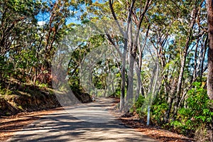 Curving road through Australian bushland