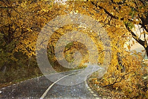 Curving road in autumn forest