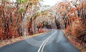 Curving road through buirnt bush land in Australia photo